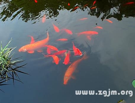 夢到水裡有魚|周公解夢中對夢見魚的解釋